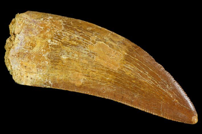 Serrated, Carcharodontosaurus Tooth - Real Dinosaur Tooth #107635